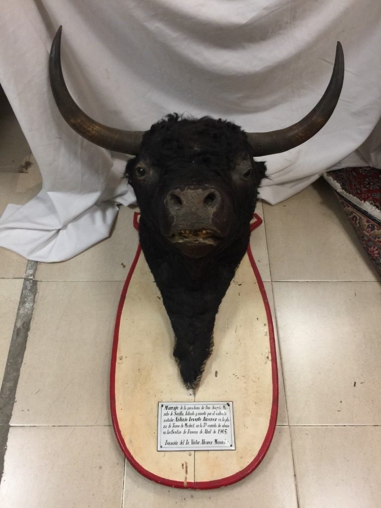 Taxidermia Toro Bravo
