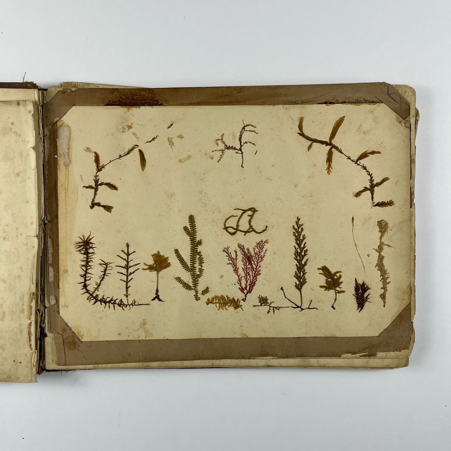 Álbum de visitas - Imagen 2