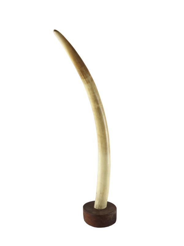 Colmillo de elefante