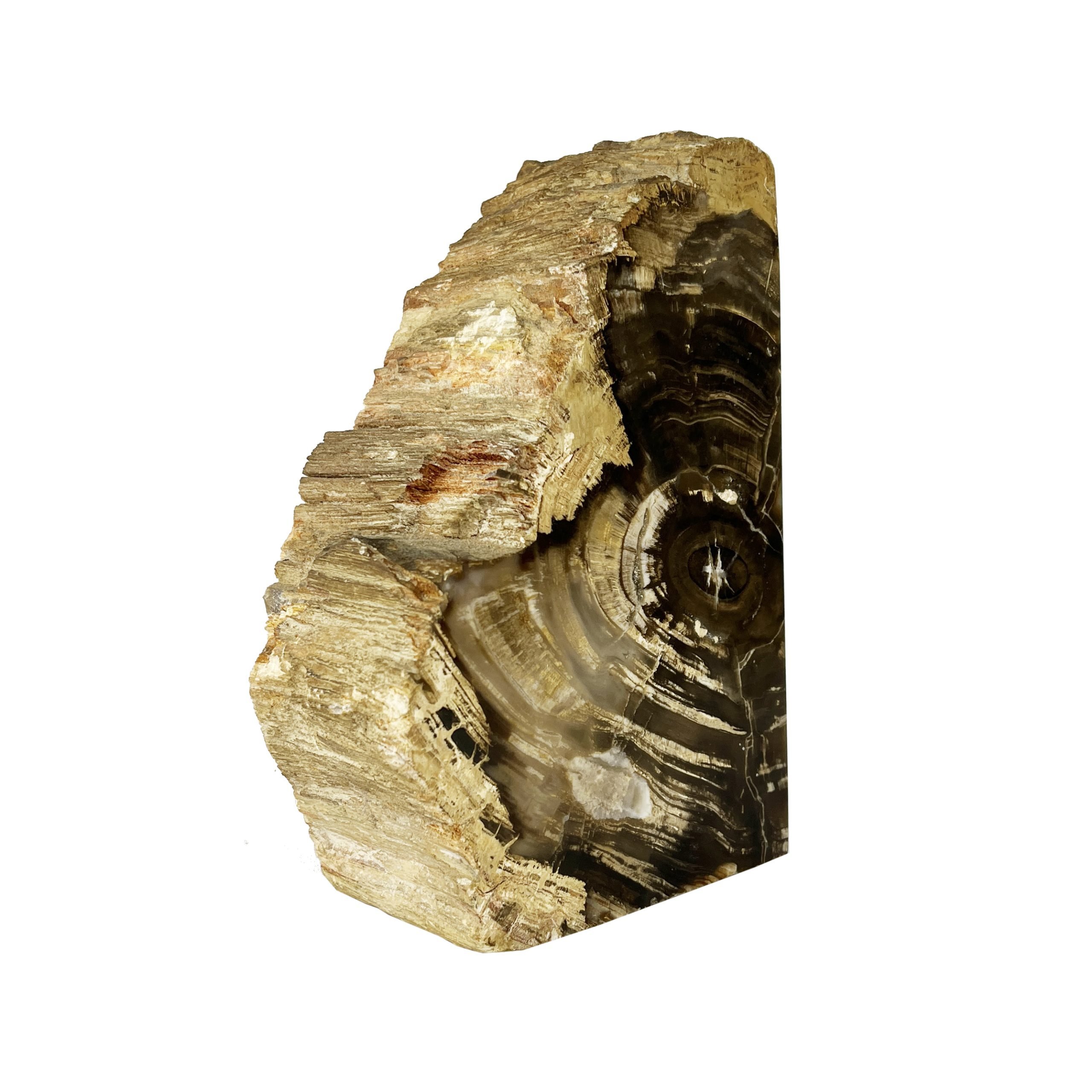 Fragmento en de árbol fosilizado