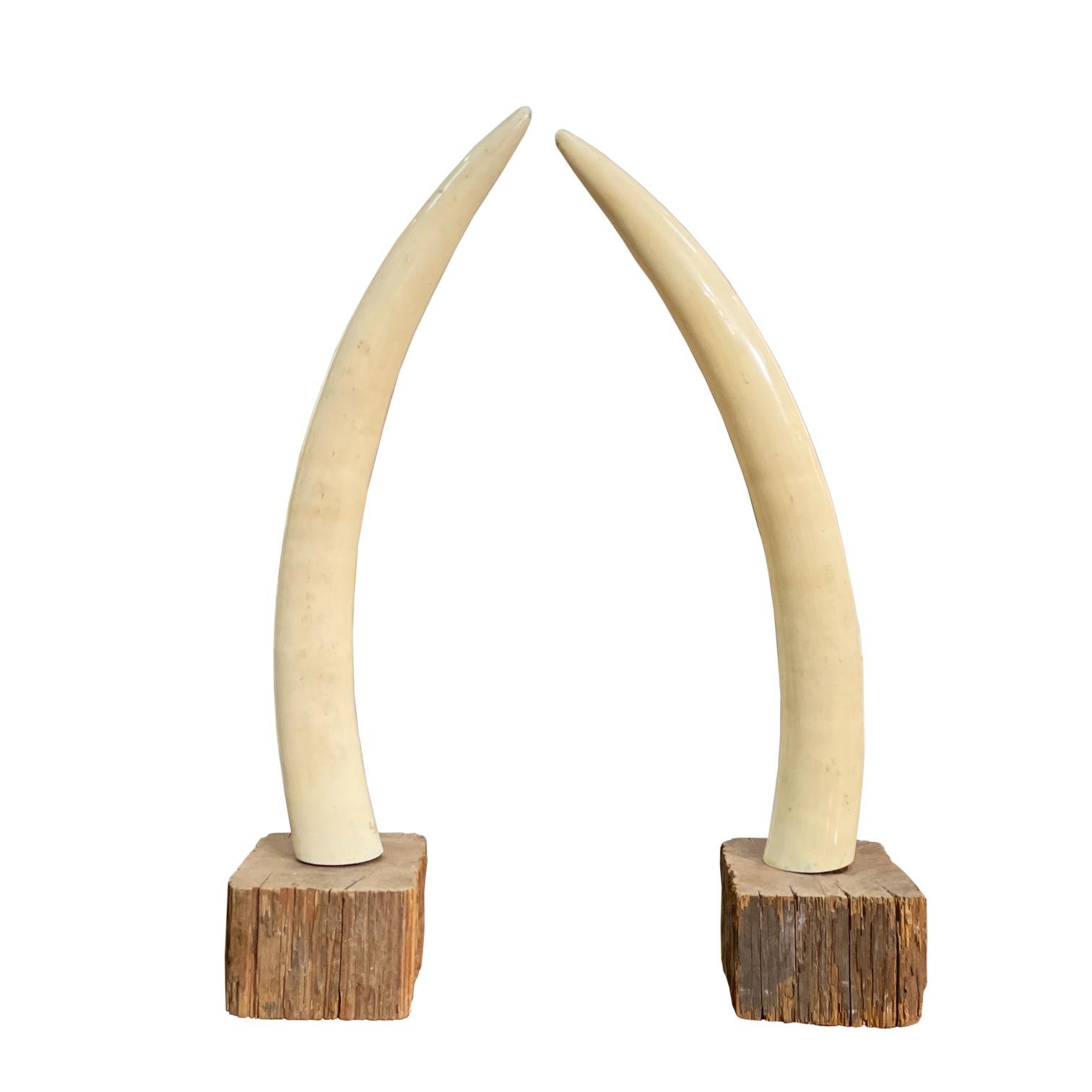 Par de colmillos de elefante