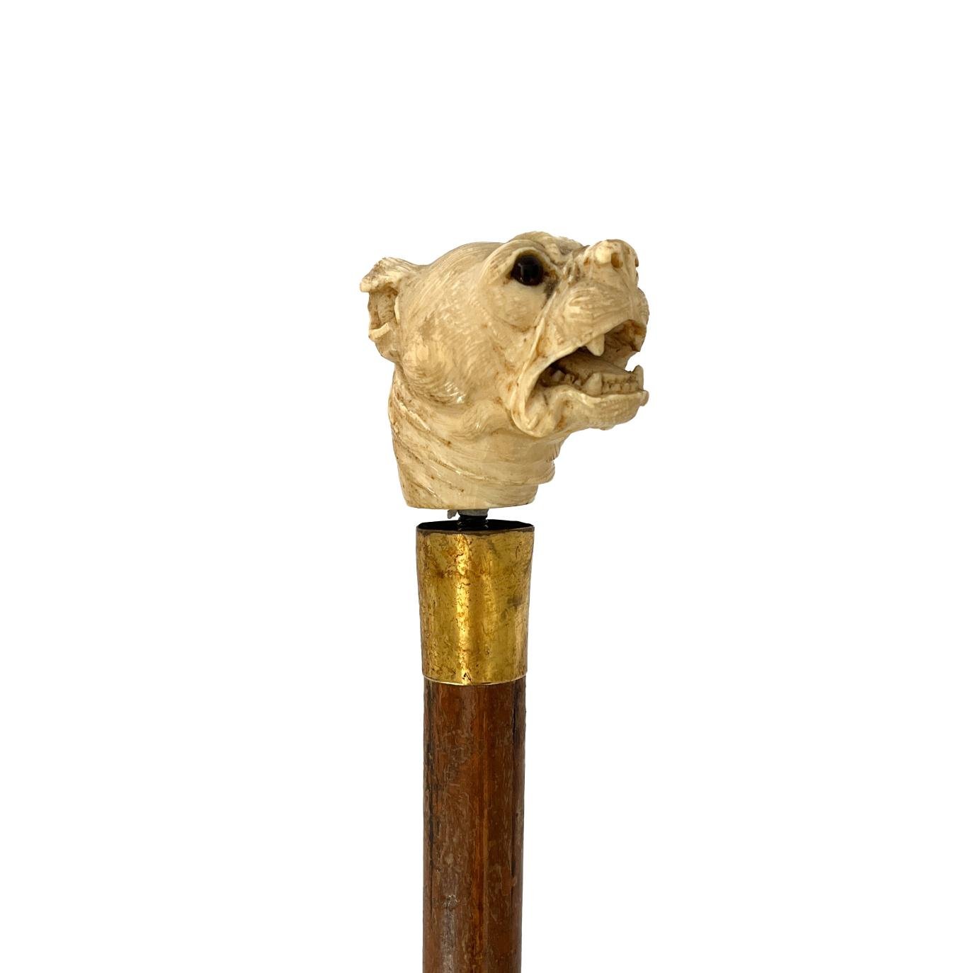 Bastón caña, oro y guampa