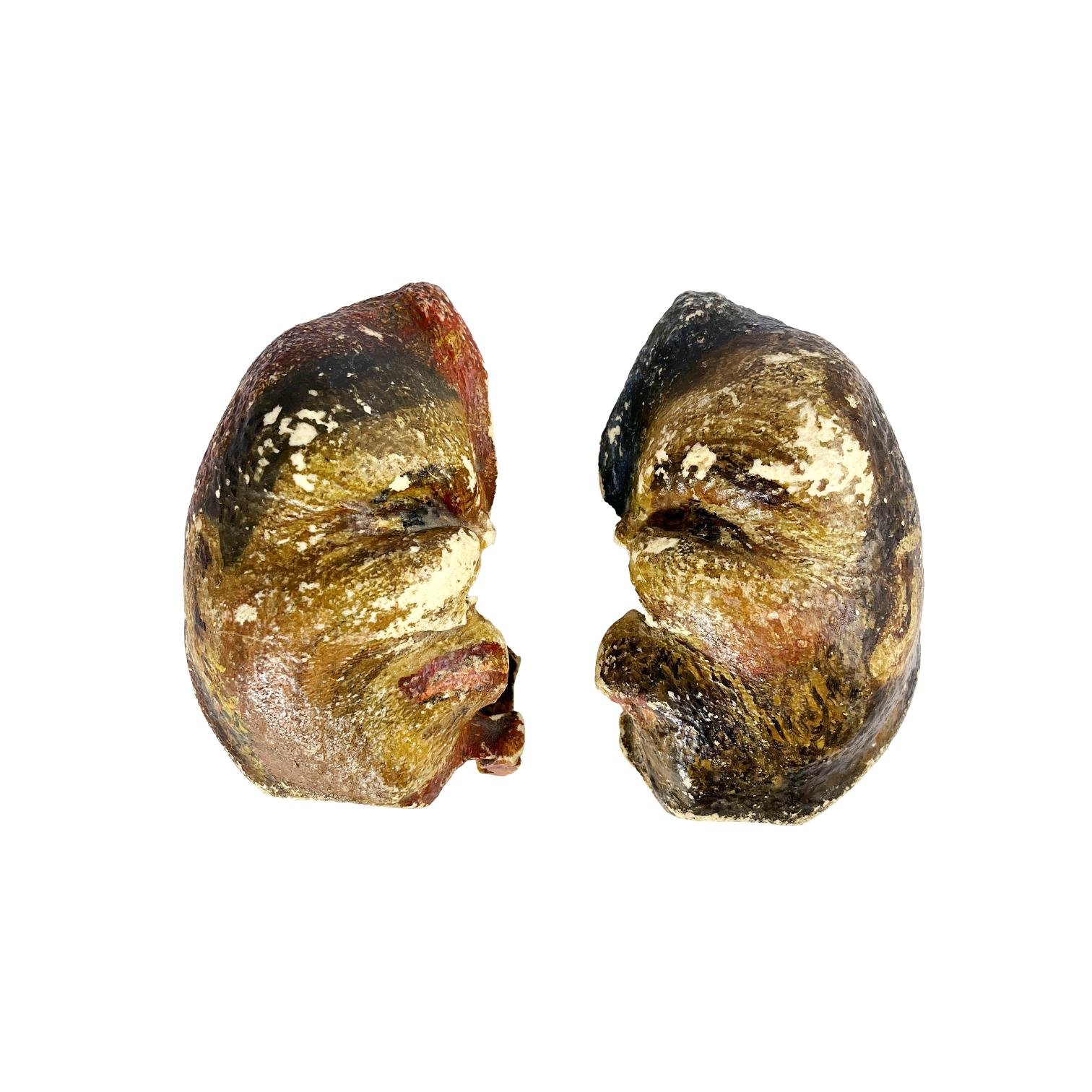 Dos huesos de tímpano de ballena